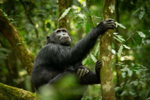 Chimpanzee in Kibale Forest National Park, Uganda