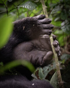 Gorilla hands holding a stick in Bwindi Impenetrable Forest, Uganda