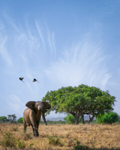 Young elephant in Kidepo Valley National park, Uganda