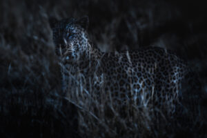 Leopard in moonlight, Lake Mburo National Park, Uganda