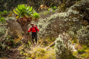 Rwenzori Mountains, Uganda