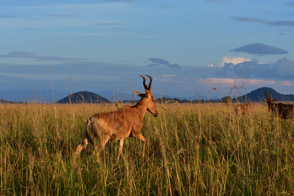 Jackson's hartebeest in Kidepo Valley National Park, Uganda