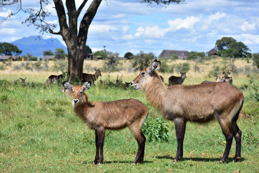 Water buck in Kidepo Valley National Park, Uganda