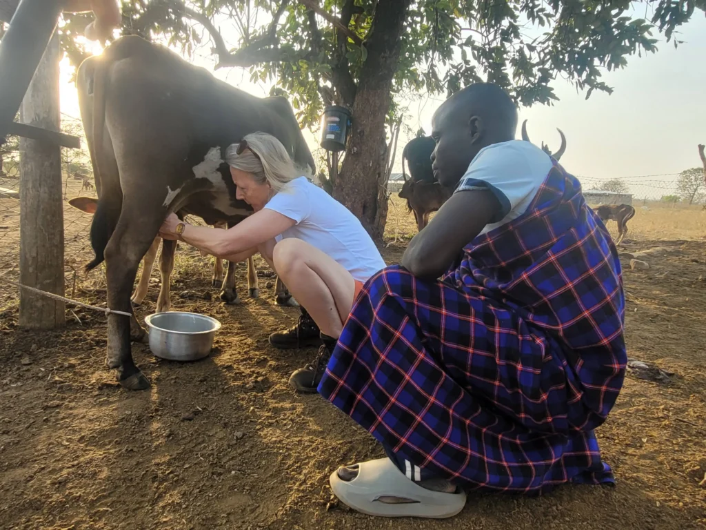 A visitor of Alakara Travels learn to milk a cow at Okra Farm, Karamoja, Uganda