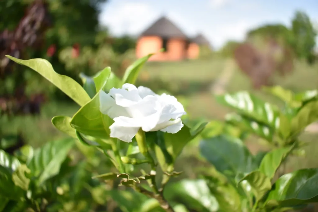 Flower detail at Alakara Guest House, Karamoja, Uganda