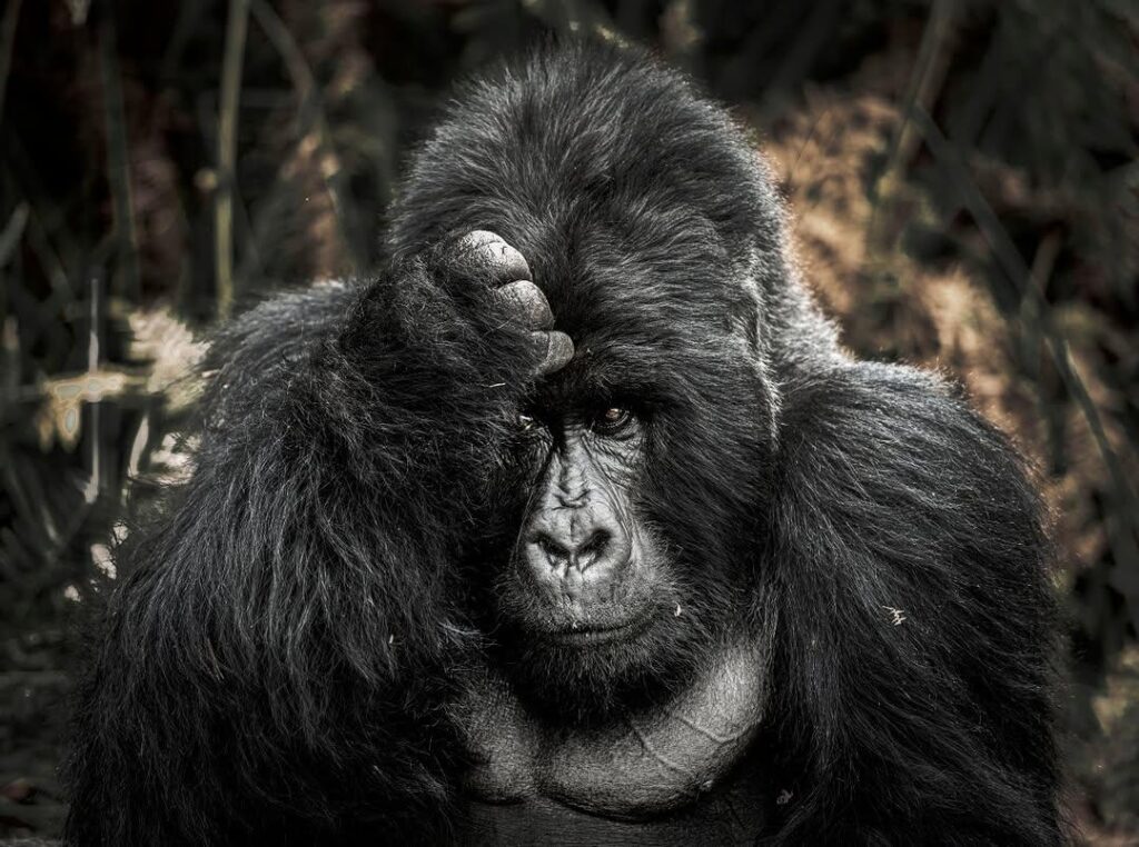 Gorilla scratching his head in Bwindi Impenetrable Forest, Uganda