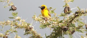 Spot the rare Fox’s Weaver, Uganda’s only endemic bird species, found in the serene grasslands of Pian Upe Wildlife Reserve. A paradise for birdwatchers and nature enthusiasts.