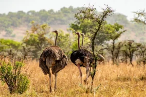 Graceful and untamed the ostriches of Pian Upe stands tall as a symbol of Uganda’s wild beauty. Discover the freedom of Africa’s hidden wilderness.