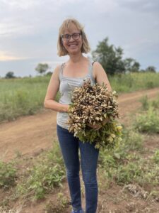 Fresh groundnuts (peanuts) from the farm near Alakara Guest House