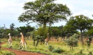 Discover Pian Upe Wildlife Reserve — Uganda’s best-kept secret where graceful giraffes roam freely across untouched savannahs. A hidden gem for nature and safari lovers.