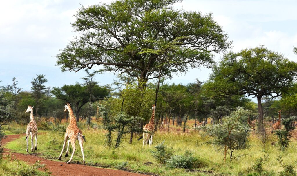 Instagram post from alakaratravels. This post is in position 1.